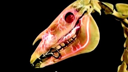 Liberty Horsemanship