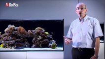 The Red Sea Reefer Aquariums from Complete Aquatics