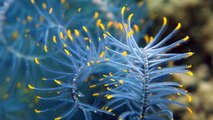 2 Hour DVD of Relaxing Blue Oceans  with Corals and Fishes
