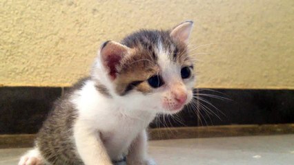 Kittens meowing - Only a few days old Kittens