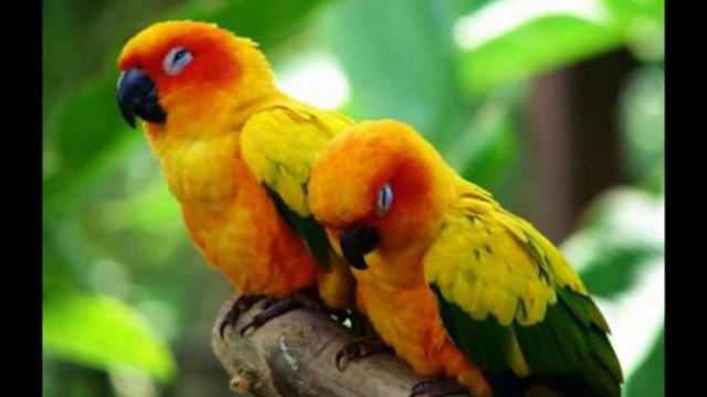 Carmina Burana~ O Fortuna~ André Rieu