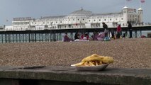 Seagulls terrorise British holidaymakers