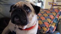 Ashamed and guilty dogs -  Funny and cute dog compilation