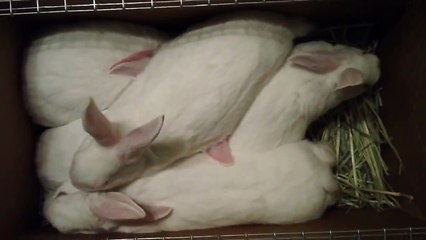 NZW Meat Rabbit Litter AI - Day 72 (2/12/2012): Weighing