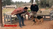 German Shepherd attack training in Egypt