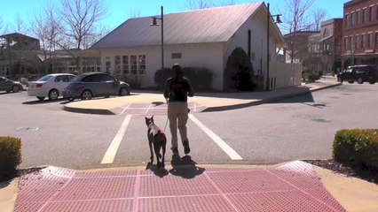 Max, Doberman, Day 8: Dog Park Recall, Street and Stair Manners, Stores