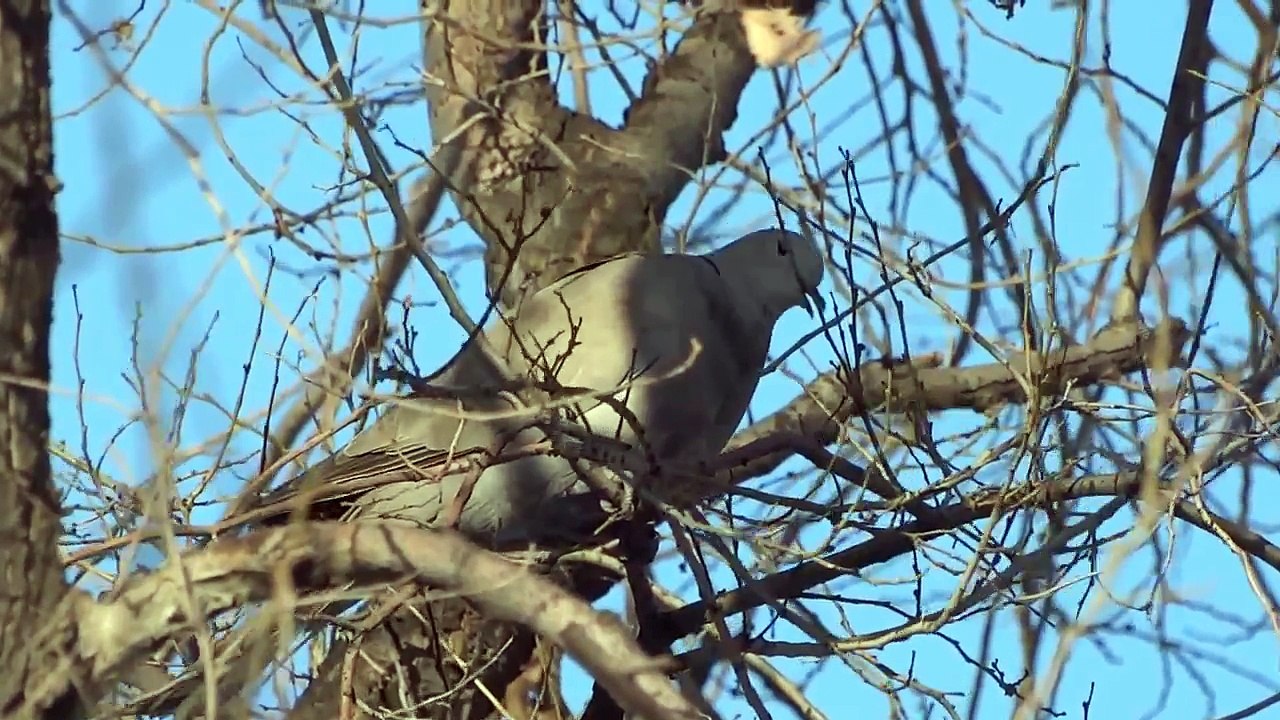 Eurasian Collared Dove (Streptopelia decaocto/Кольчатая горлица)
