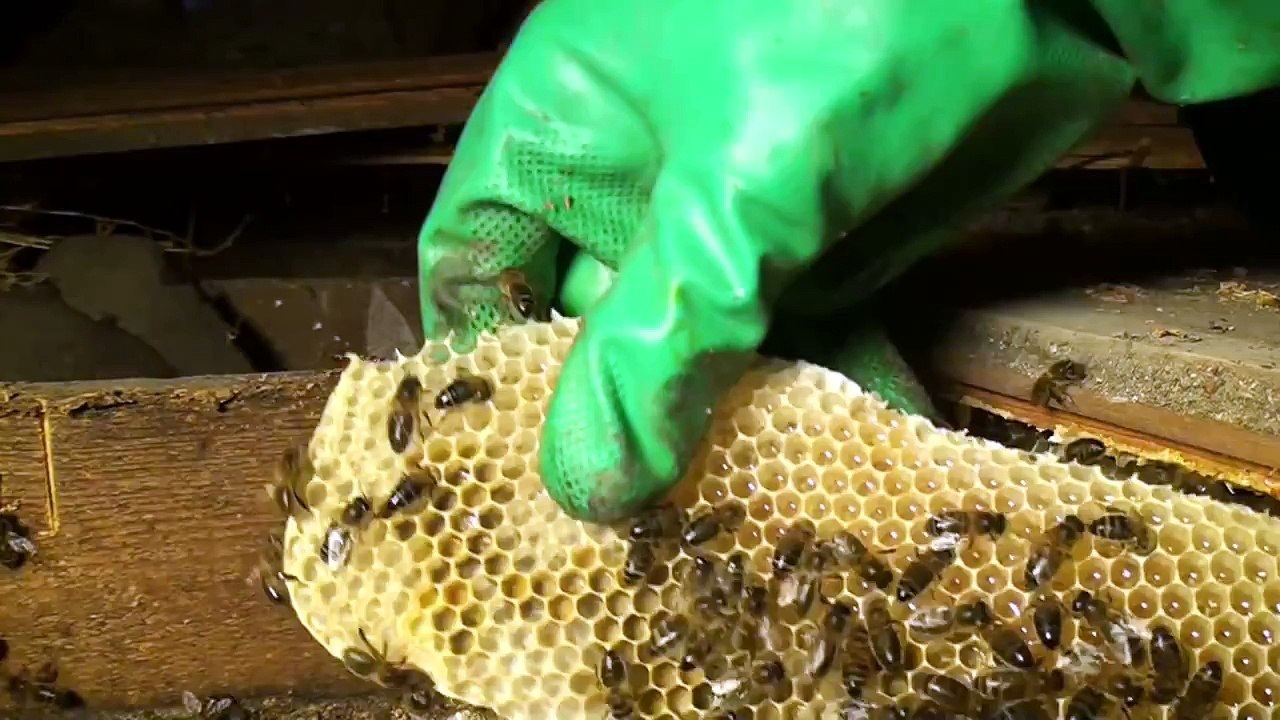 Abeilles. Déloger une colonie installée dans un plafond    Honey bee colony removal