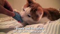 I love catnip! Funny catfight, mum versus son. Dennis og Pusi