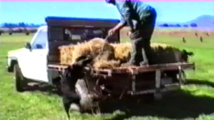 We love these everyday doggy heroes!