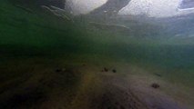 Video A7: Hermit crabs in an electric field (Tank experiment)