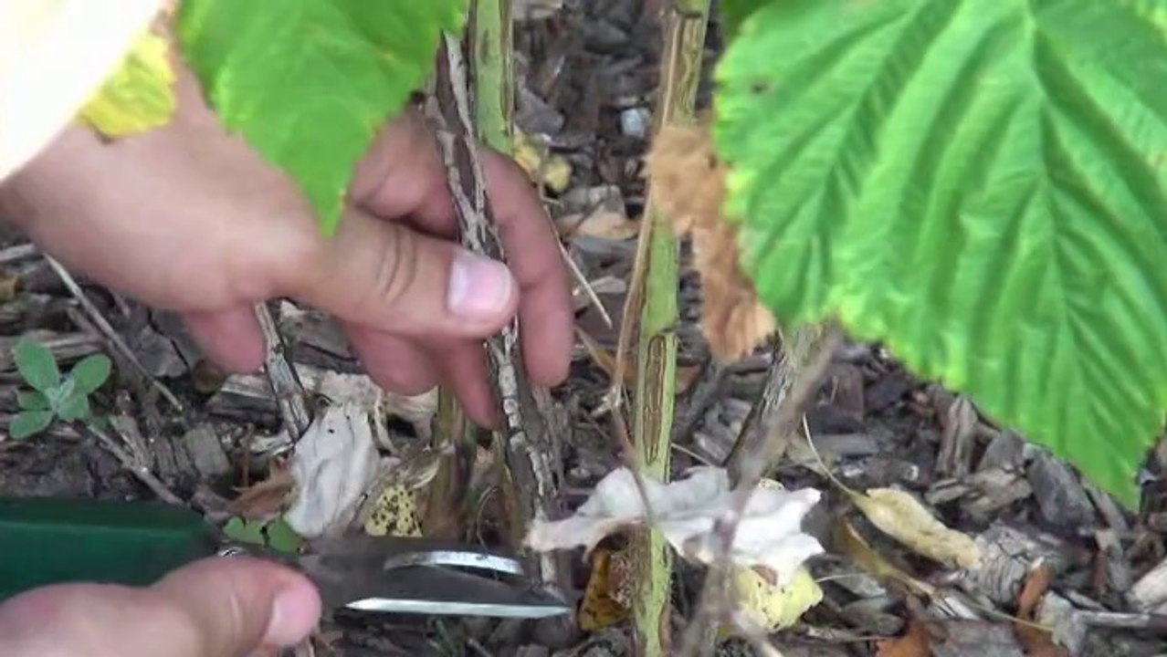 Gartenzeit TV - Sommerhimbeeren richtig schneiden!