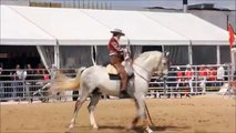 Spectacle Equestre, Solo Garrocha  Genio XXVII (1)