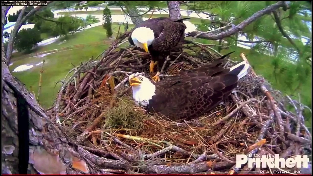 SWFLEagles~Ozzie ~ 4-27-2015