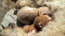 Cachorrinha adota gatinhos abandonados - Gatinhos da Mel