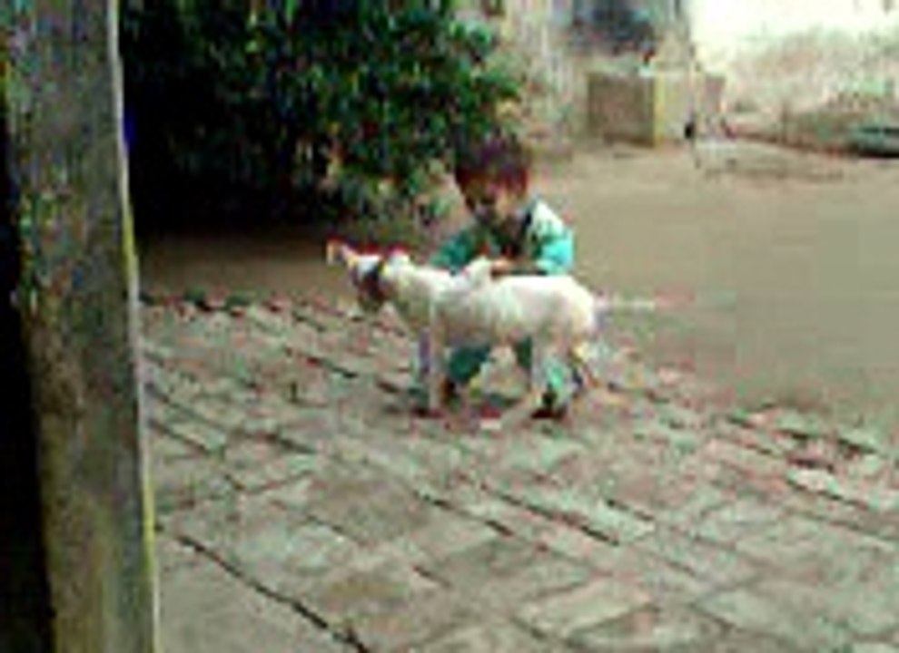 funny vedio