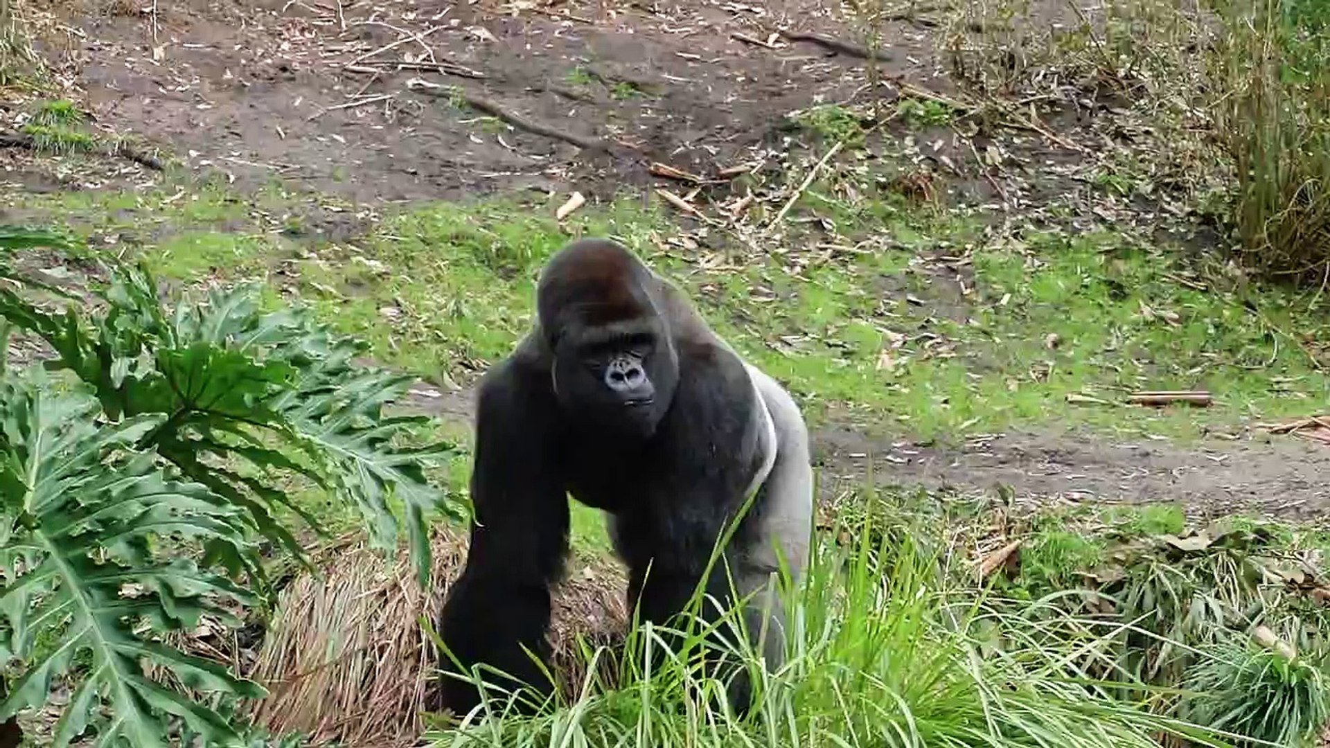 ⁣Gorilla Walking
