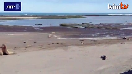 Elephant seals battle for title of beachmaster in Argentina