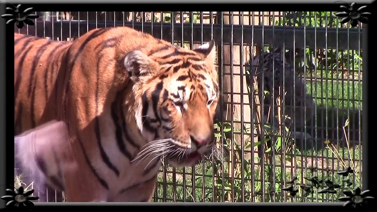Zoo Amnéville Aout 2015_HD 720p