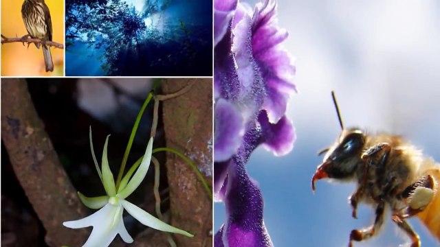 Permapicultura de Oscar Perone - Apicultor Experto - Miel y Abejas Organicas