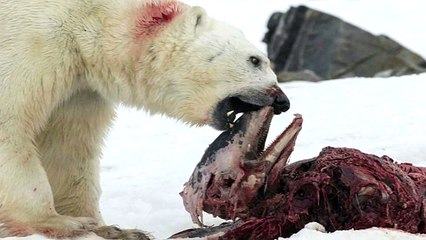 Polar Bear-eating dolphins