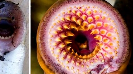 Vimpire-Fish Falling From Sky!