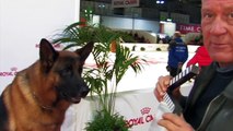 Massimo Perla e Rex alla 49° Esposizione Internazionale Canina di Milano