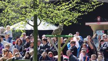 Europese Oehoe - Roofvogelshow ZOO Antwerpen / Eurasian Eagle-Owl - Birds Of Prey Demonstration
