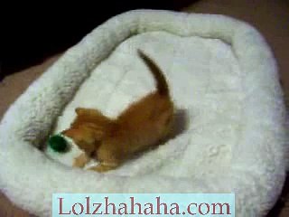 4 week old kitten playing with ball