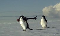Dispatches from Antarctica: Penguins on Ice