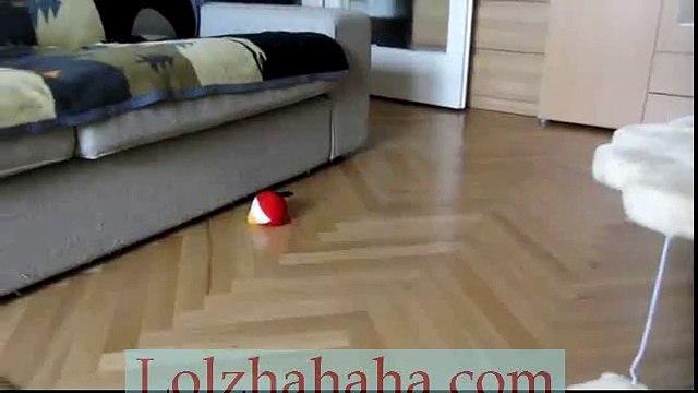 Angry Birds VS Angry Cat - Epic Battle