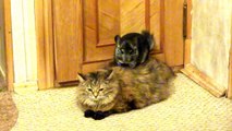 Chinchilla, cat and dog (Шиншилла, кошка и собака)