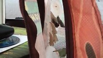 Birth of Painted Lady Butterflies