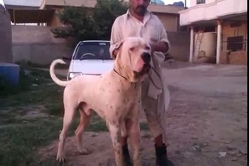 Sohaib's Bully kutta by Talha