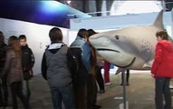 BTV - El Museu Marítim de Barcelona desmitifica la imagen agresiva de los tiburones