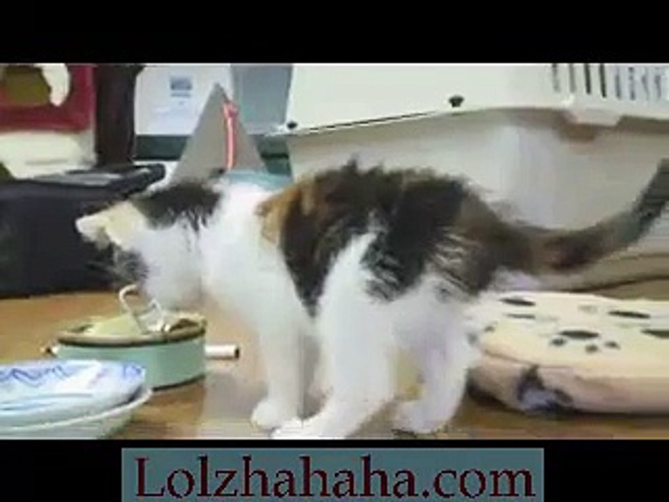 Calico kitten and the quest for food