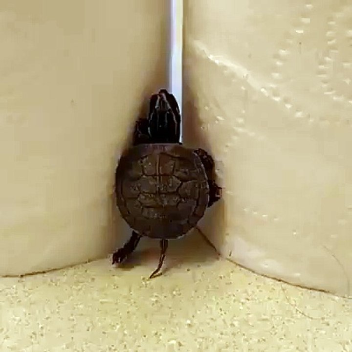 Ninja Turtle