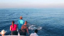 Visit Dolphin Sunset Cruise in The Maldives | Travel Maldives Beach Resort holidays