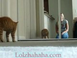Cat is so scared of its reflection on the mirror