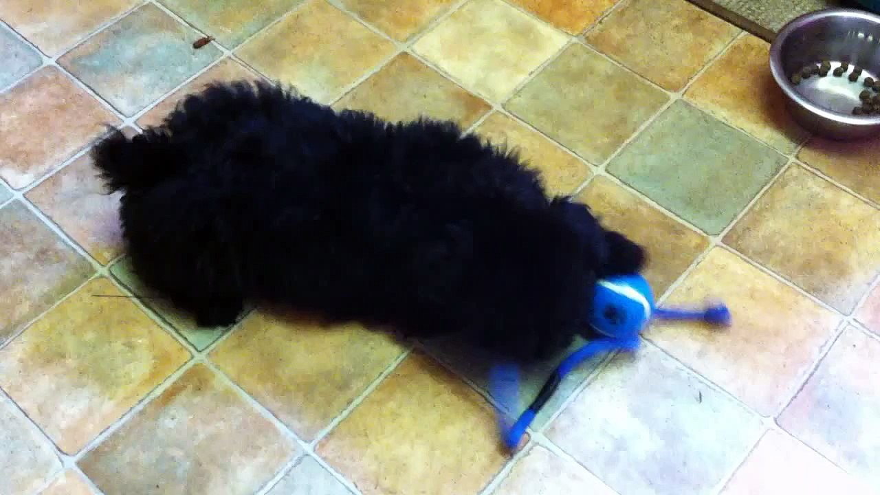 Puli puppy playing