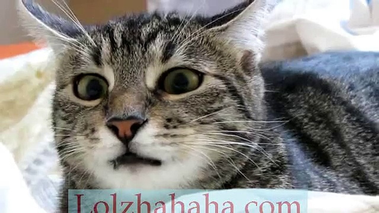 Cat Look Alike Yoda_!
