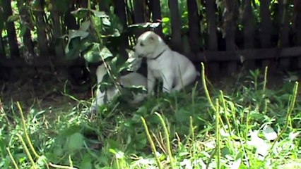 Щенки азиатов пит. ШИЛЕЛЕ. нам 36 дней! (Алабай) Продажа