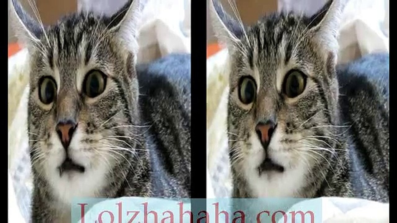 Cat Look Alike Yoda_!(3D)
