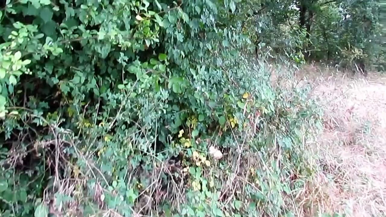 Le cri du chevreuil   (Capreolus capreolus)