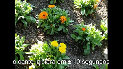 Canto Gregoriano - Irmãs beneditinas -  Campos do Jordão