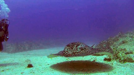 Une énorme raie pastenague