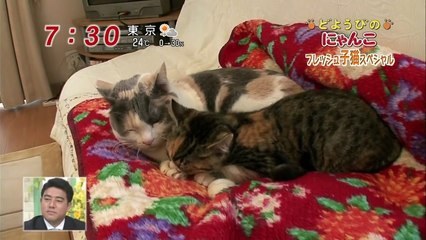どようびのにゃんこ　フレッシュ子猫スペシャル