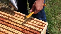 www.ma-ruche-en-ville.fr pour IPOD 5/8 Ouvrir et fermer une ruche