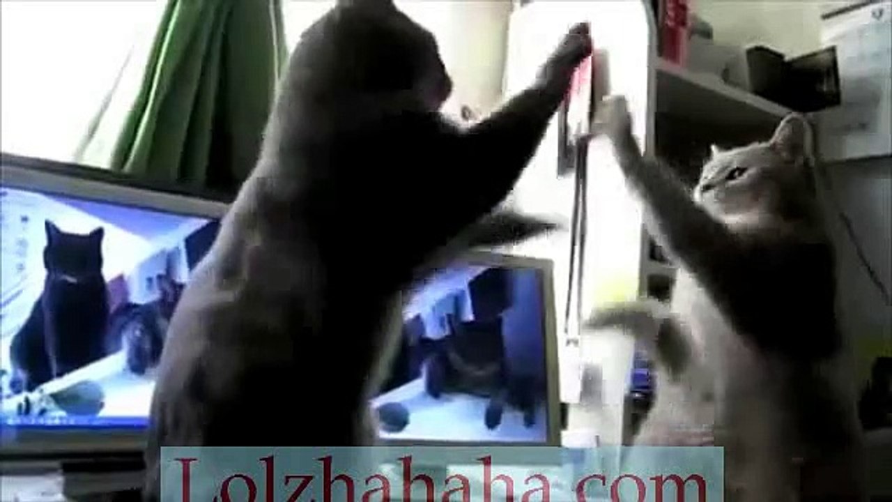 Cats Playing Patty-cake, what they were saying...