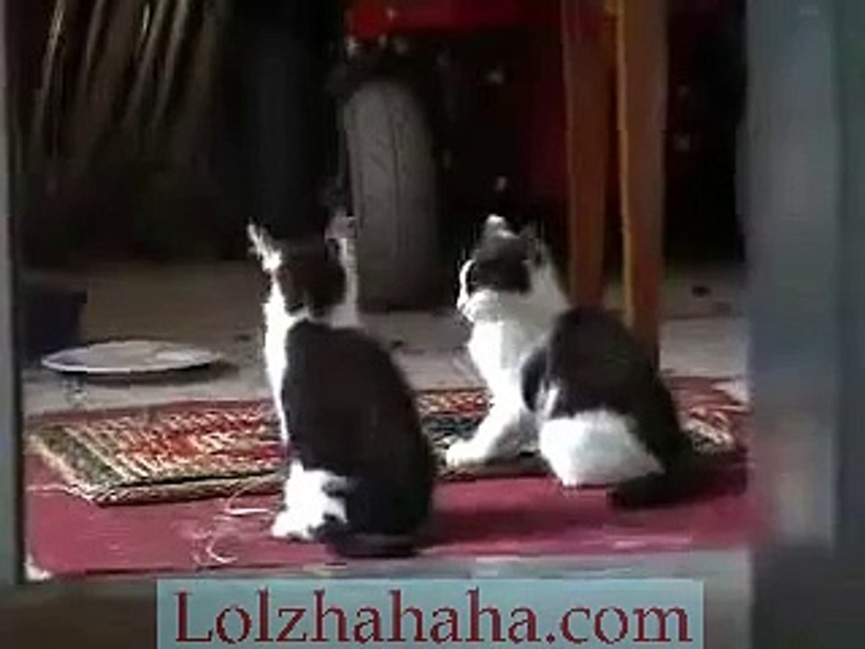 comedy_ funny cute kittens having fun playing